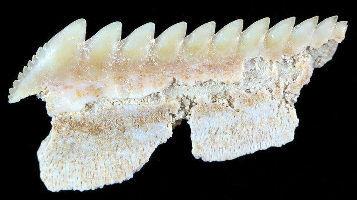 Fossil Cow Shark (Hexanchus) Tooth - Morocco #50526